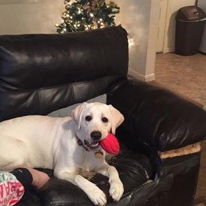 Meet your Posher, Anthony